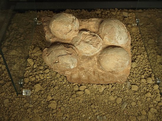 Das Bild zeigt versteinerte Dinosaurier-Eier