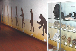 Das Bild zeigt die Abteilung Anthropologie des Hemberg-Museums