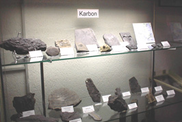 Das Bild zeigt die Abteilung Paläontologie des Hemberg-Museums