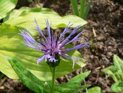Das Bild zeigt eine Flockenblume © White