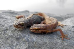 Das Bild zeigt einen Bergmolch und einen Teichmolch (© Linda Kuhne)