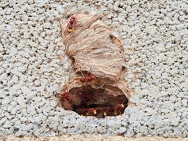 Das Bild zeigt ein Nest der Orientalischen Hornisse