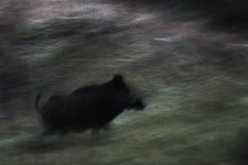 Das Bild zeigt eine Fotografie von Klaus Tamm.