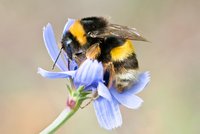Das Bild zeigt eine Hummel © Heather Jane/AdobeStock