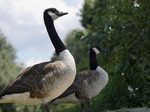 Gänseproblematik am Seilersee