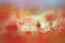 Das Bild zeigt eine Fotografie von Klaus Tamm.