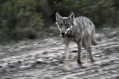 Das Bild zeigt eine Fotografie von Klaus Tamm.