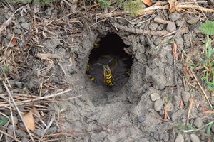 Das Bild zeigt ein Nest der Gemeinen Wespe