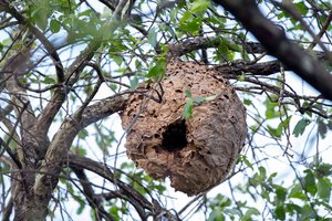 Das Bild zeigt das Nest der Asiatischen Hornisse
