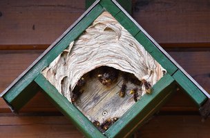 Das Bild zeigt ein Nest der Europäische Hornisse