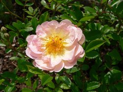 Das Bild zeigt eine halb gefüllte Rose. © White