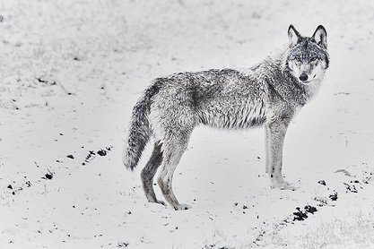 Das Bild zeigt eine Fotografie von Klaus Tamm.