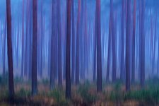 Das Bild zeigt eine Fotografie von Klaus Tamm.