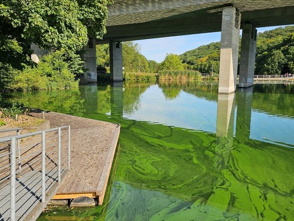 Blaualgen im Seilersee