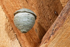 Das Bild zeigt ein Nest der Sächsischen Wespe