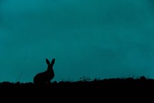 Das Bild zeigt eine Fotografie von Klaus Tamm.