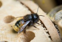 Das Bild zeigt eine Mauerbiene © foerez/AdobeStock
