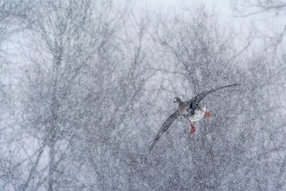 Das Bild zeigt eine Fotografie von Klaus Tamm.
