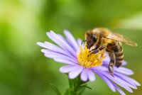 Das Bild zeigt eine Honigbiene ©Michael Tewes/AdobeStock