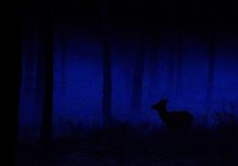 Das Bild zeigt eine Fotografie von Klaus Tamm.