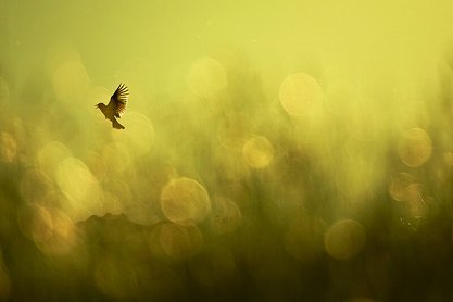 Das Bild zeigt eine Fotografie von Klaus Tamm.