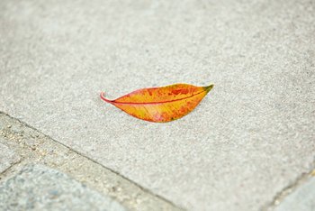 "Lächelndes" Blatt auf einem Gehweg