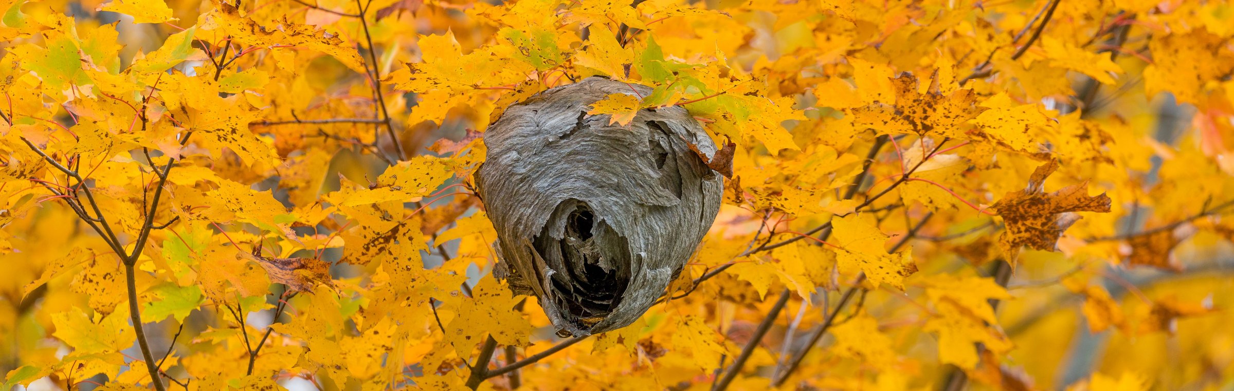 Das Bild zeigt ein Wespennest in einem Baum.