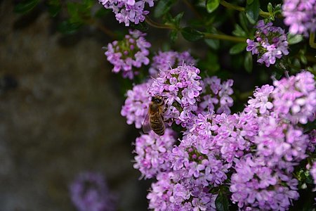 Honigbiene auf Kaskadenthymian