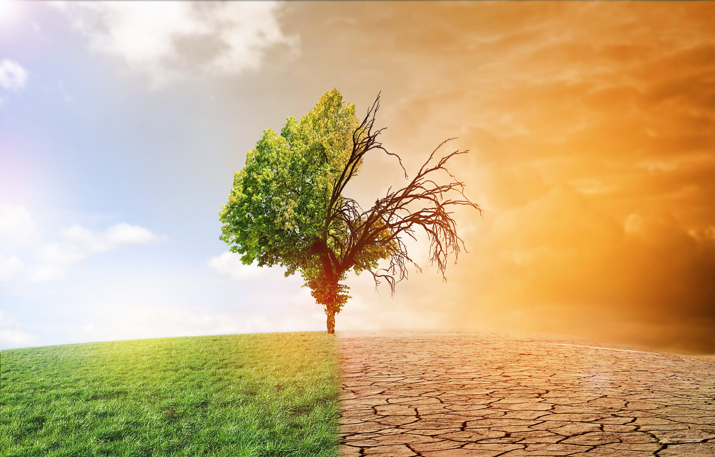 Das Bild zeigt einen Baum, der auf einer Seite grün, auf der anderen vertrocknet ist
