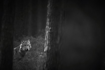Das Bild zeigt eine Fotografie von Klaus Tamm.