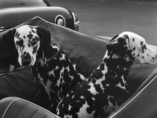 Louis Stettner - Fifties Graffiti, New York, 1954 