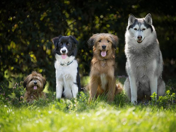 Hunde