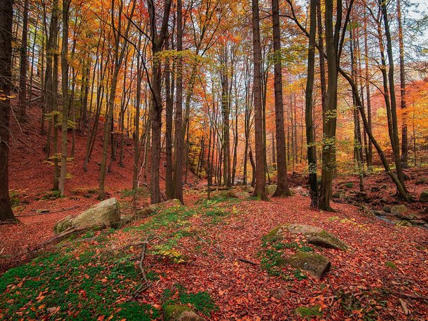 Führung durch den Wald