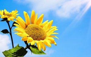 Das Bild zeigt eine Sonnenblume.