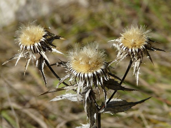 Golddistel