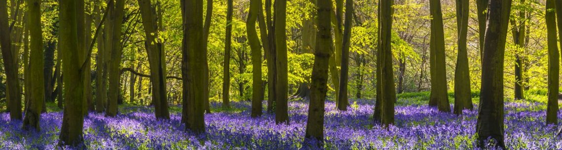 Sunlight casts shadows across bluebells in a wood