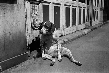 Frankreich. Paris. Müder Hund. 1974