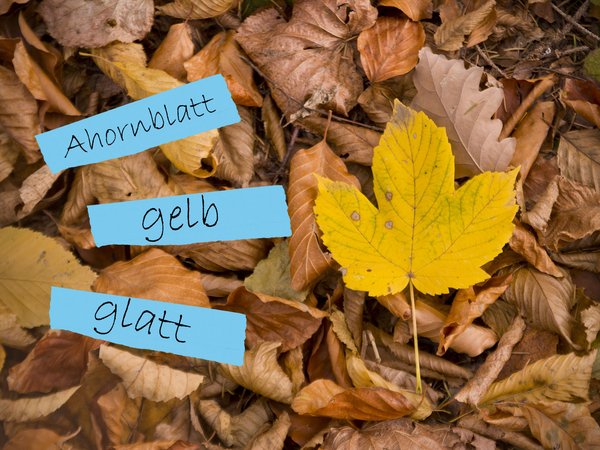 Sprachcamp in der Waldschule