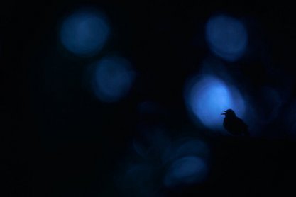 Das Bild zeigt eine Fotografie von Klaus Tamm.