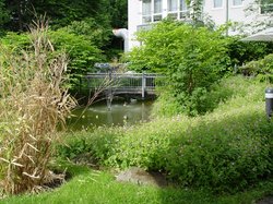 Das Bild zeigt den Garten des SWI.