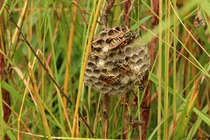 Das Bild zeigt ein Nest der Feldwespe