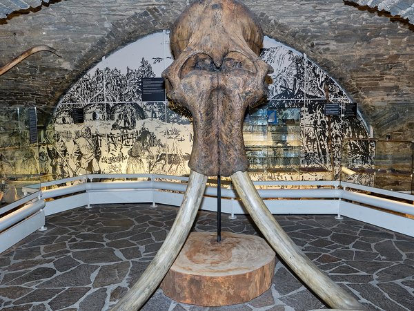 Der Mammut-Kopf verlässt das Stadtmuseum Iserlohn.