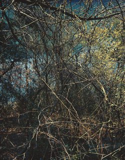 ©Schan Feiming, No. 2