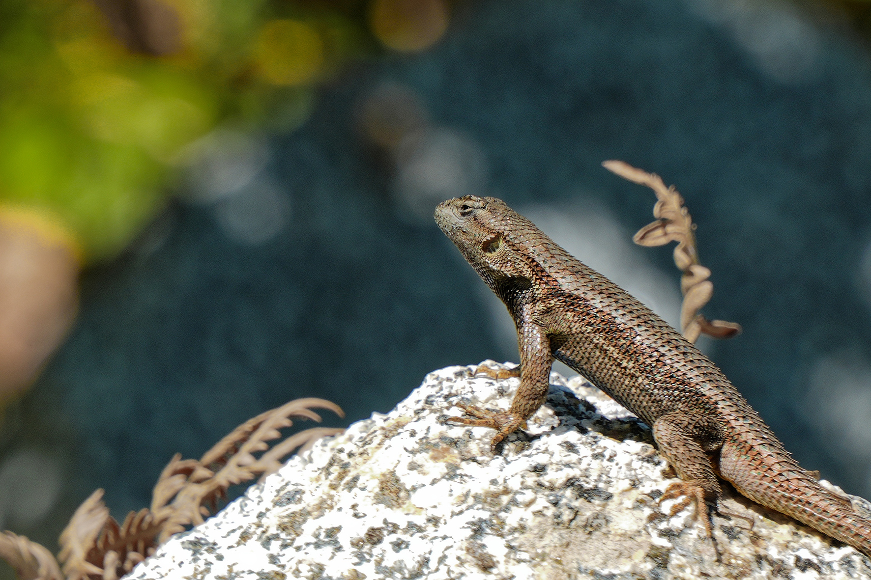 Förderung der heimischen Reptilienarten