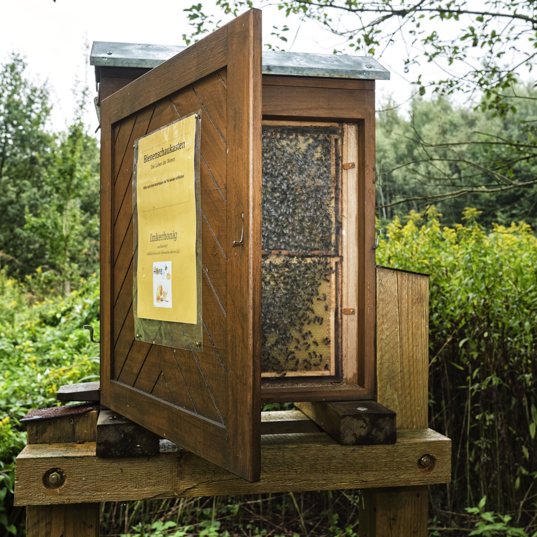 Barendorfer Honig - Bienenschaukasten