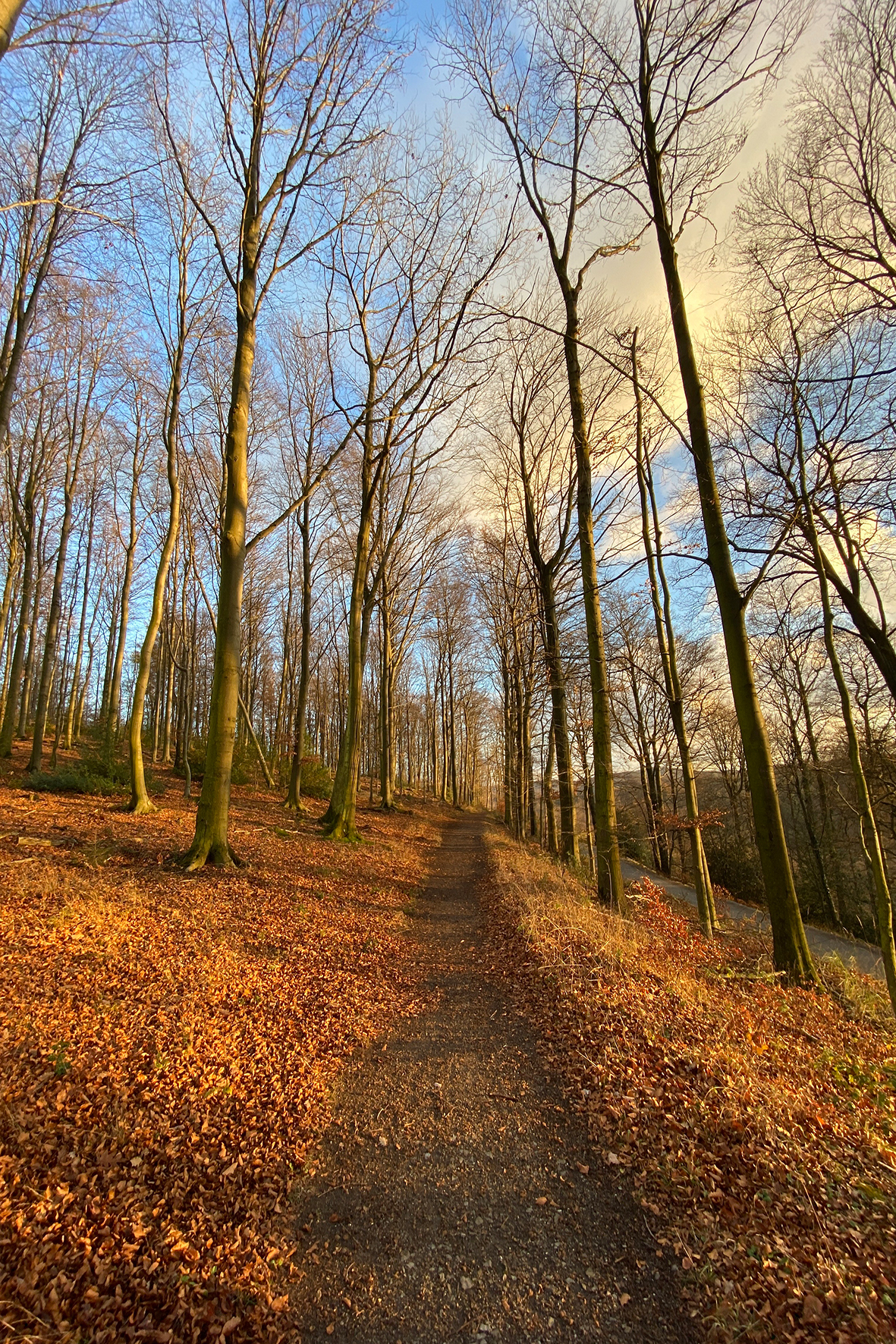 Laub leuchtet entlang der Waldwege. 