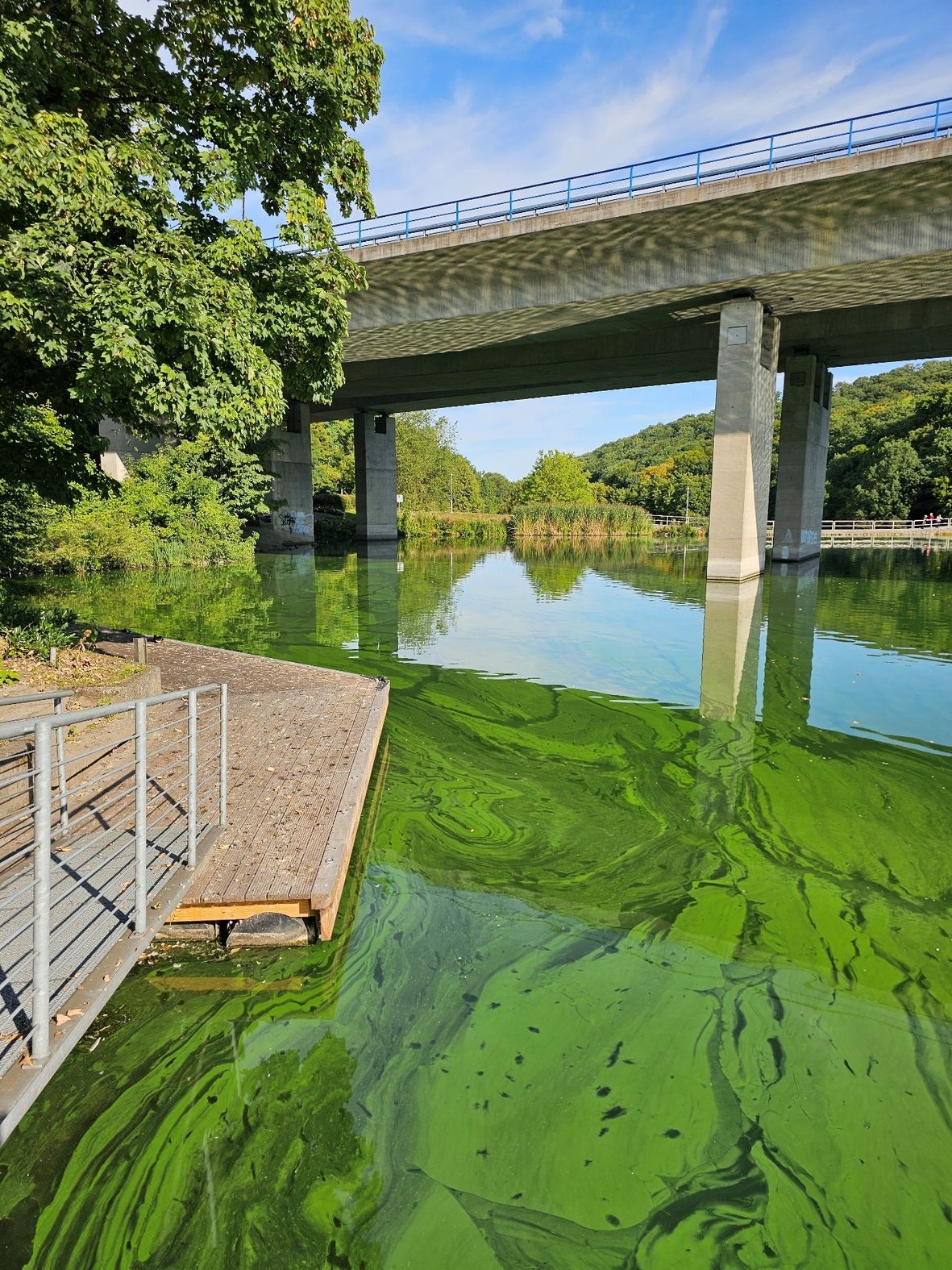 Blaualgen im Seilersee Blaualgen im Seilersee