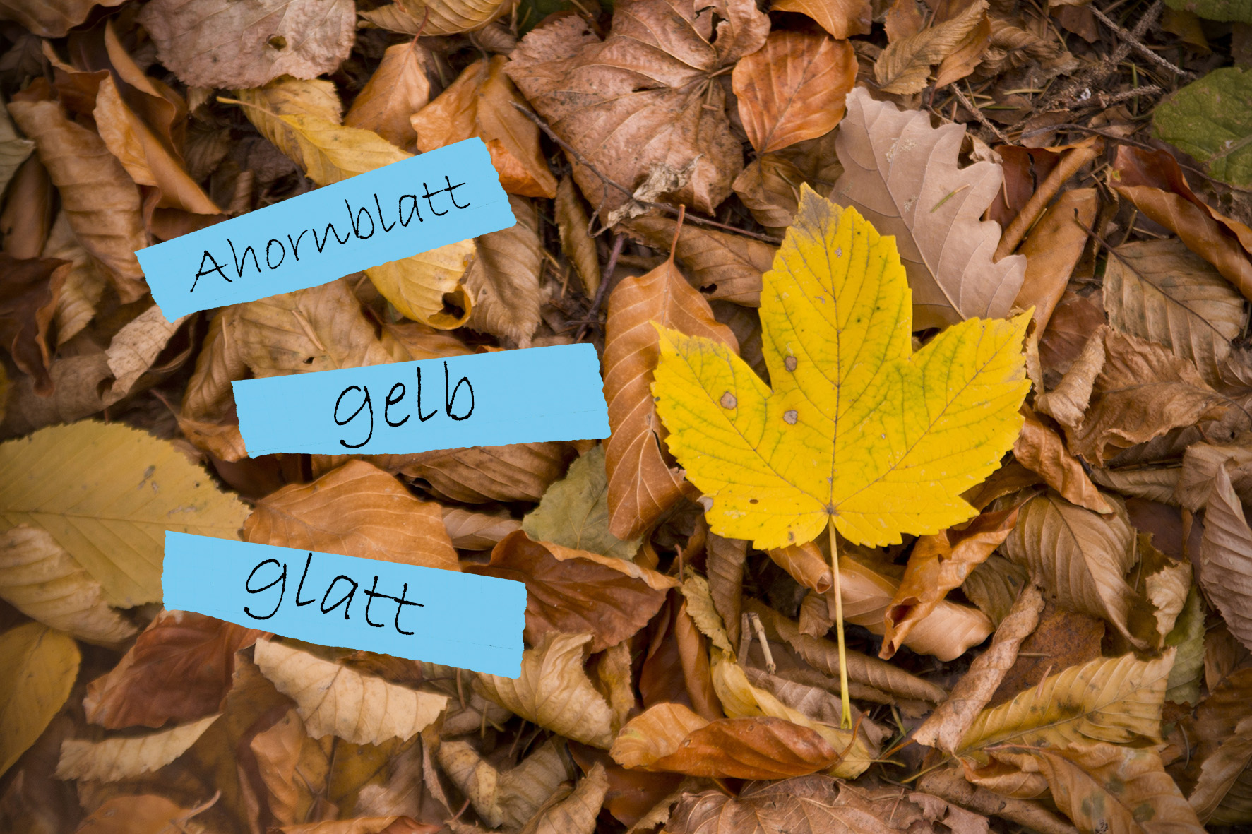 Sprachcamp in der Waldschule