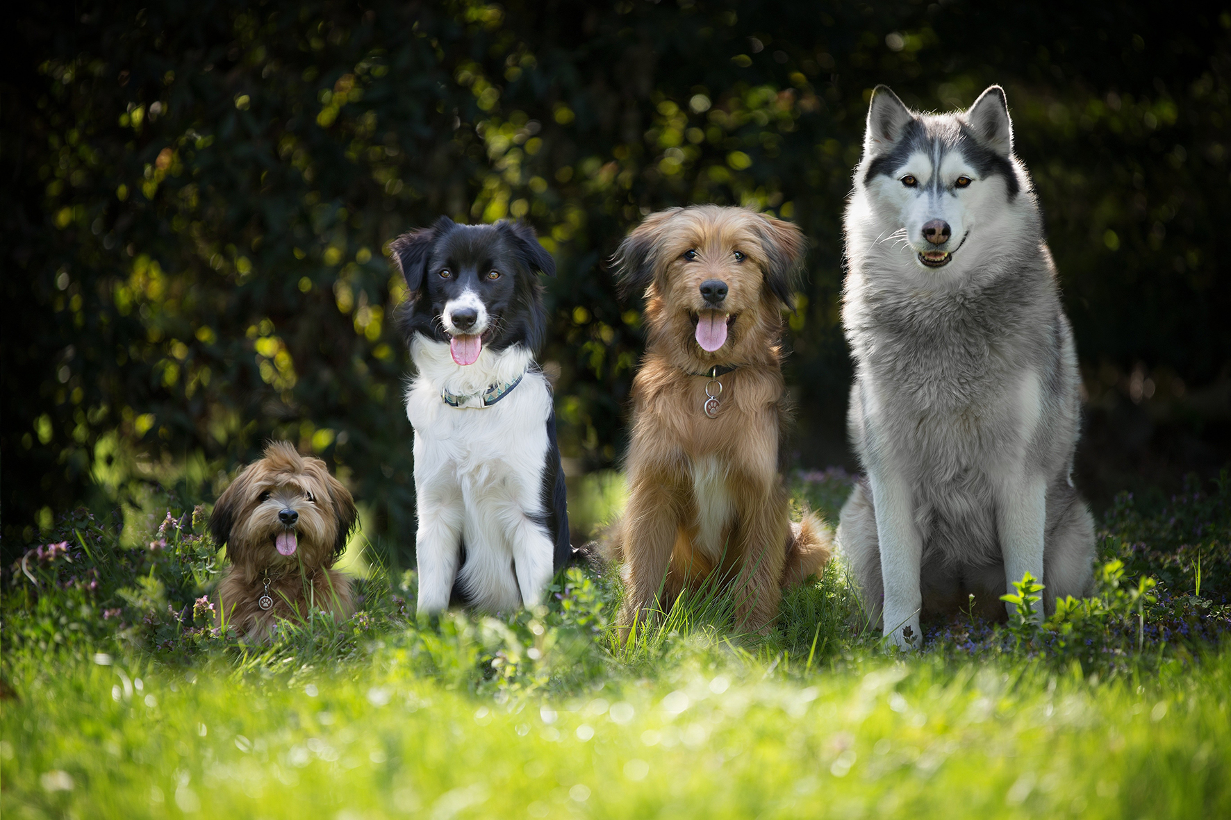 Hunde
